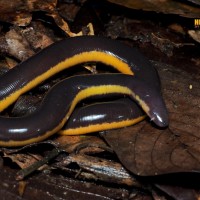 Ichthyophis